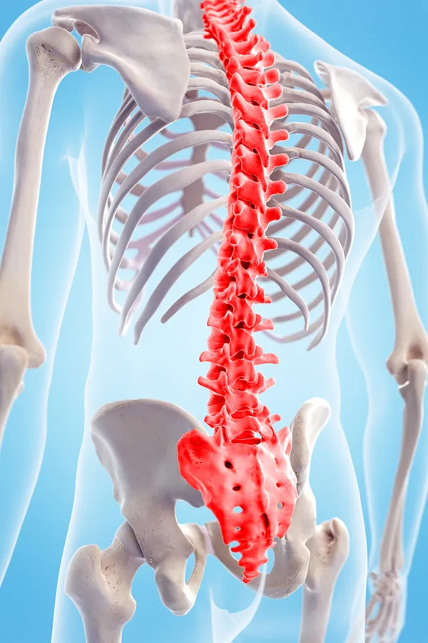 Spinal-Arthritis-and-Stenosis-Treatment 3D illustration of a human skeleton with the spine highlighted. Get treatment for spinal arthritis and stenosis from Pierre Rojas, DO in South Lyon.